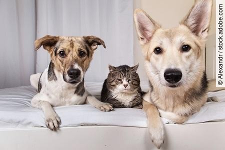 Dogs and old cat resting on sofa