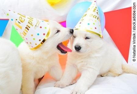 funny birthday cute dog puppies
