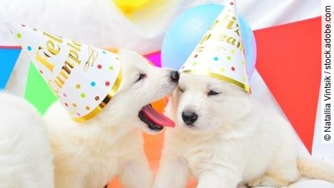 funny birthday cute dog puppies