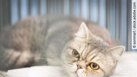 Close up of Scottish fold cat sitting in the cage at the animal 
