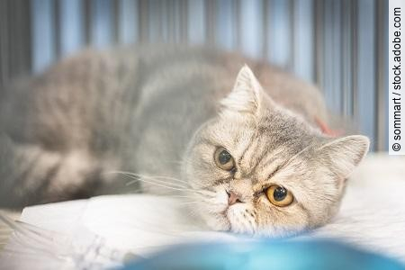 Close up of Scottish fold cat sitting in the cage at the animal 