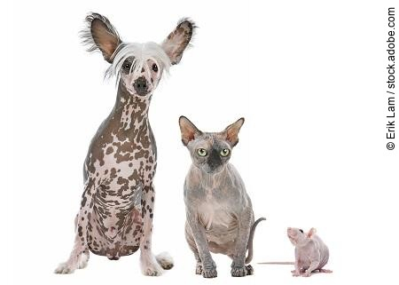 Naked Dog,Cat and Rat