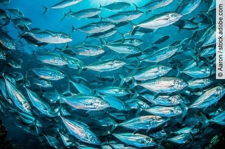 Schools of pelagic fish swimming together in clear blue ocean