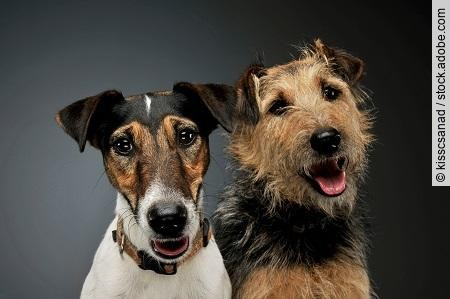 Portrait of an adorable Fox Terrier and a mixed breed dog lookin