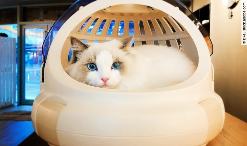 cat in the basket Ragdoll