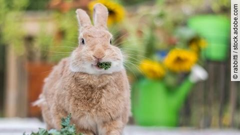 Rufus Rabbit eats kale head on with sunflowers in background