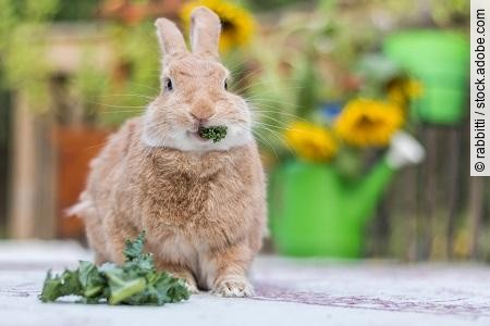 Rufus Rabbit eats kale head on with sunflowers in background