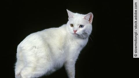 Manx Domestic Cat, a Cat Breed withoug Tail, Adult against Black