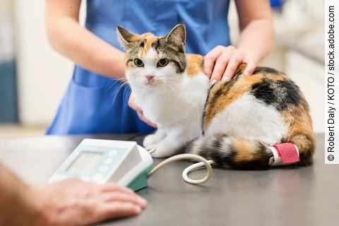 Veterinarian examining cat in vet's surgery