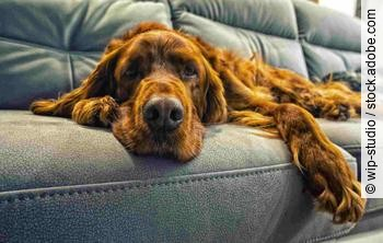 dog sleeps on a sofa