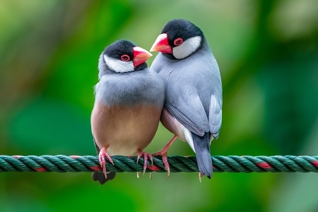 The Java sparrow also known as Java finch, Java rice sparrow or 